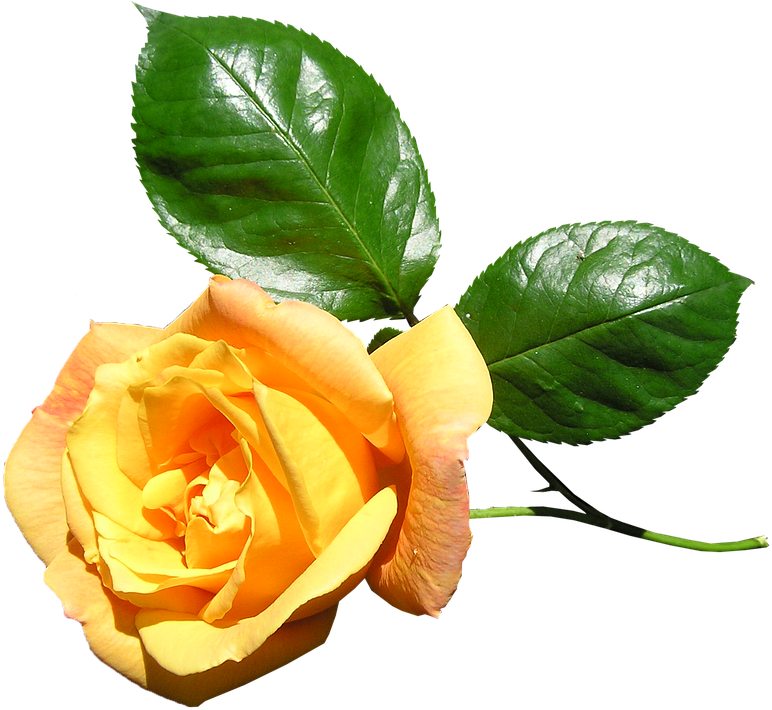Yellow, Rose, Stem, Flower - Floribunda (871x720)
