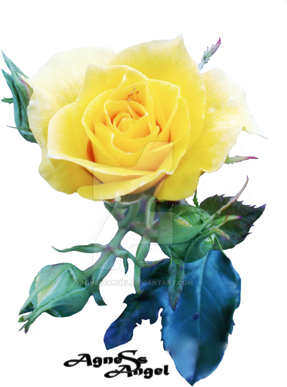 Yellow Rose Flower Free Png Transparent Images Free - Transparency (600x800)