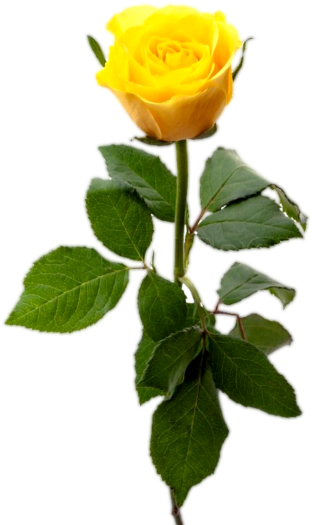 Yellow Rose With Leaf, Yellow Rose Flower Png - Single Yellow Rose Png (532x800)