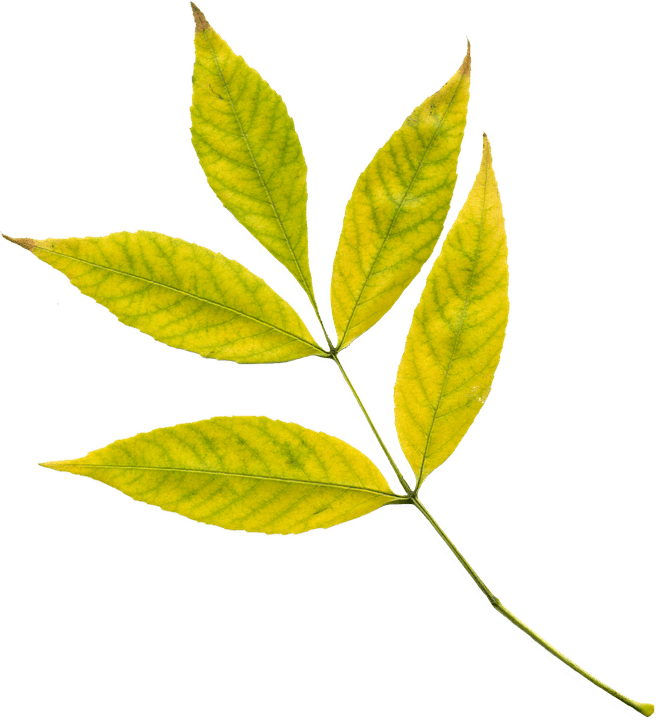 Hojas Amarillas Png (656x720)