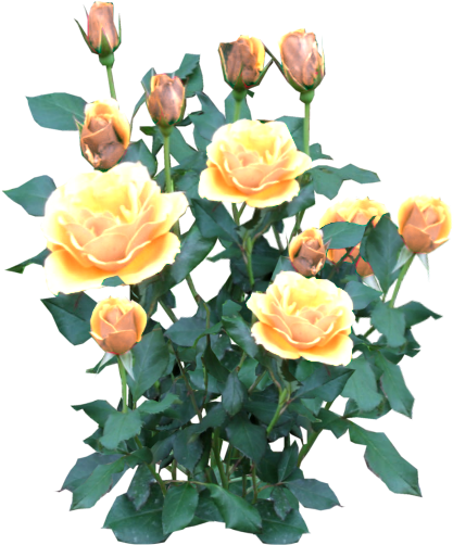 Rose Bush Yellow - Yellow Rose Bush Png (512x512)