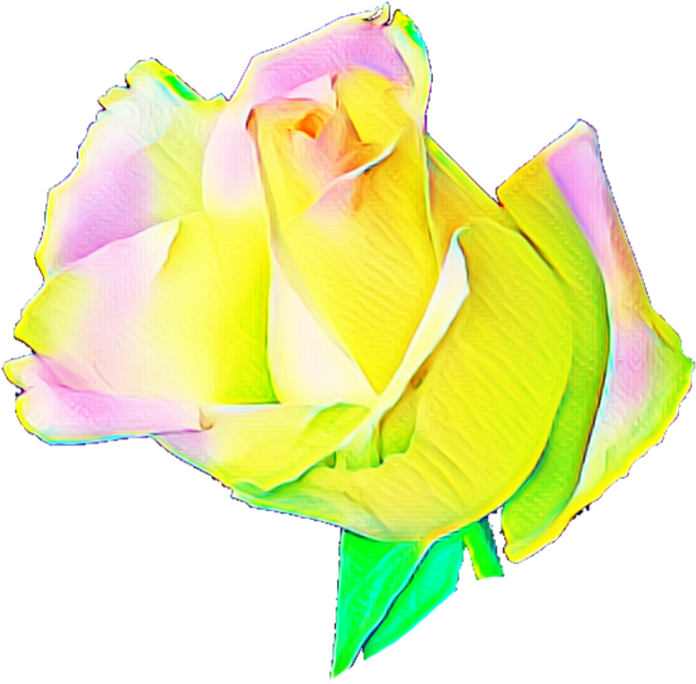 Rainbow Rose Garden Roses Cabbage Rose Petal Cut Flowers - Garden Roses (1600x1600)