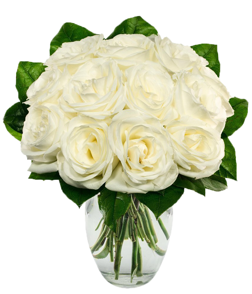 White Roses Transparent Background - One Dozen White Roses - Regular (856x1000)