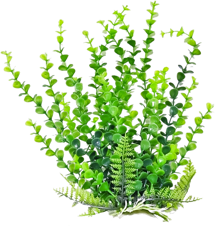 Plants Clipart Photos Png - Plants Clipart (800x800)