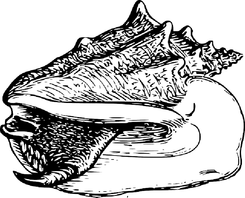 Beach, Sound, Side, Ocean, Listen, Shell, - Monitor Lizard Colouring (800x648)