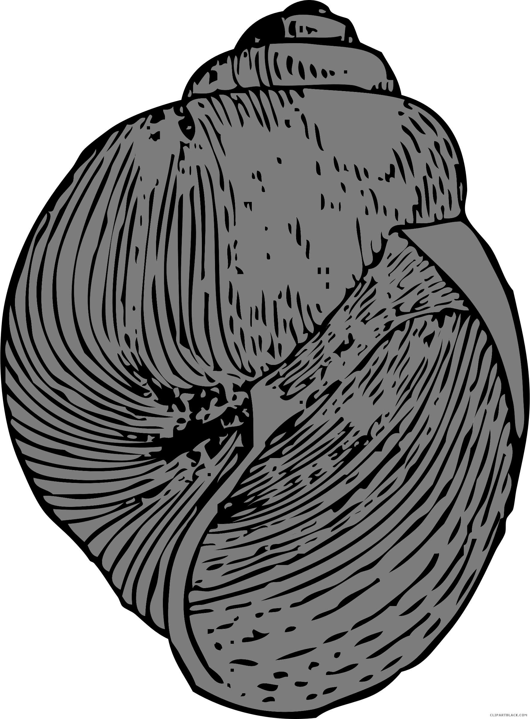 Snail Shell Animal Free Black White Clipart Images - Vector Graphics (1770x2400)