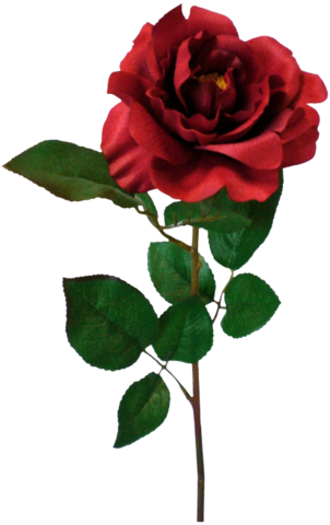 Png Gül Resimleri, Harika Png Gül Resimleri, Süper - Floribunda (302x480)