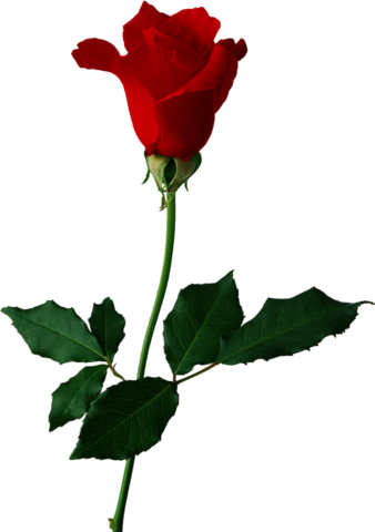 Png Gül Resimleri, Harika Png Gül Resimleri, Süper - Red Rose (338x480)