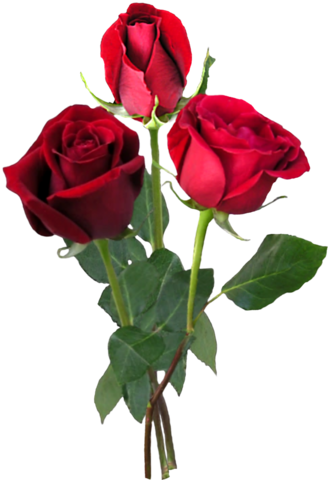 Png Gül Resimleri, Harika Png Gül Resimleri, Süper - Rose Tree Hd Png (328x480)