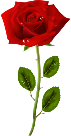 Png Gül Resimleri, Harika Png Gül Resimleri, Süper - Red And Yellow Aesthetic (250x480)