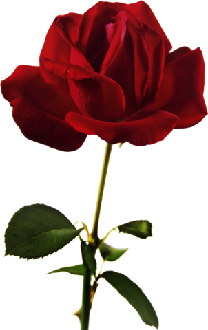 Png Gül Resimleri, Harika Png Gül Resimleri, Süper - Красная Роза На Прозрачном Фоне (302x480)