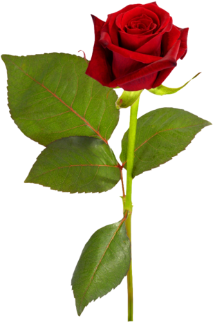 Png Gül Resimleri, Harika Png Gül Resimleri, Süper - Flower Clipart Real (334x480)