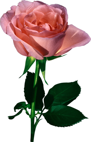 [ Img] - Valentine Pink Roses Animated Gifs (321x500)