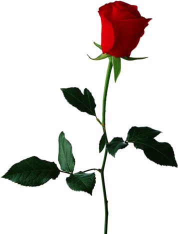 Png Gül Resimleri, Harika Png Gül Resimleri, Süper - Rose Flower Transparent Background (365x480)