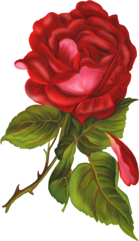 Png Gül Resimleri, Harika Png Gül Resimleri, Süper - Victorian Rose (277x480)