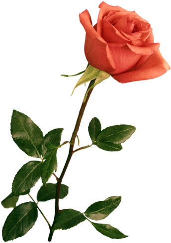 Harika Gül Resimleri, Muhteşem Çiçek Resimleri, Süper - Wedding Backgrounds For Photoshop (500x713)