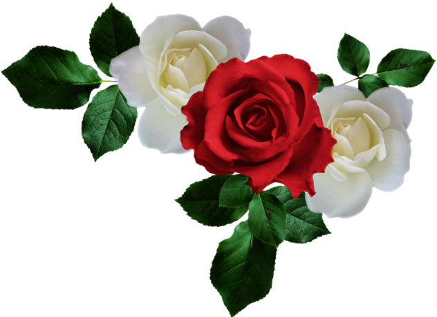 Png Gül Resimleri, Harika Png Gül Resimleri, Süper - White Rose (640x470)