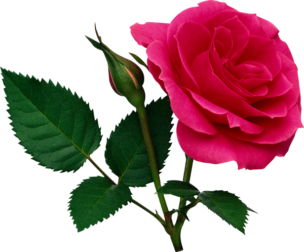 Kırmızı Gül Resimleri Uzantılı Koyu Kırmızı Gül - Rose Png File (600x497)