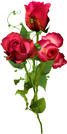 Png Gül Resimleri, Harika Png Gül Resimleri, Süper - Vrtnica Za Rojstni Dan (289x480)