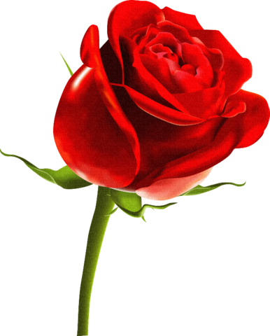 Png Gül Resimleri, Harika Png Gül Resimleri, Süper - Butterfly Images With Rose (386x480)