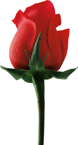 Png Gül Resimleri, Harika Png Gül Resimleri, Süper - Rose (259x480)