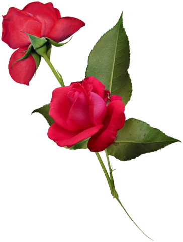 Png Gül Resimleri, Harika Png Gül Resimleri, Süper - Garden Roses (364x480)