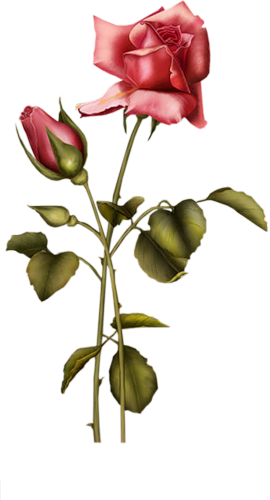 [ Img] - Elegante Rose 1 Postkarte (270x500)