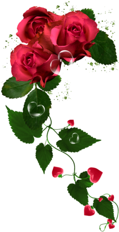 Png Gül Resimleri, Harika Png Gül Resimleri, Süper - Garden Roses (264x480)