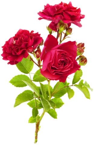 Png Gül Resimleri, Harika Png Gül Resimleri, Süper - Branch Of Roses (312x480)