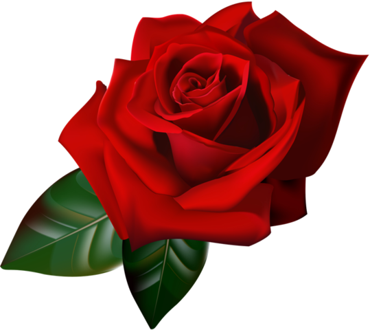 Png Gül Resimleri, Harika Png Gül Resimleri, Süper - Rose Flower Border Transparent (539x480)