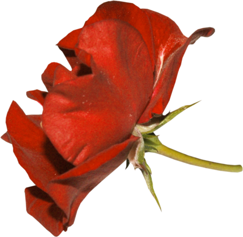 Png Gül Resimleri, Harika Png Gül Resimleri, Süper - Floribunda (491x480)