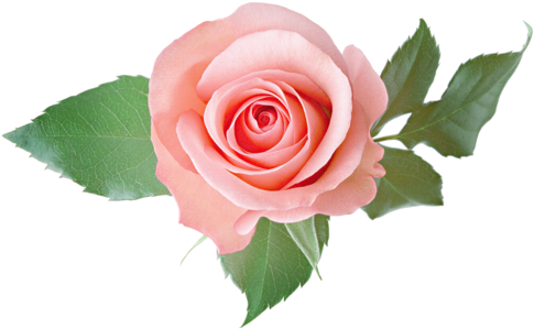 [ Img] - Transparent Background Rose Transparent (500x325)