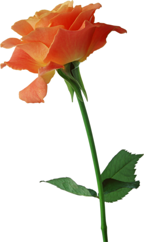 Png Gül Resimleri, Harika Png Gül Resimleri, Süper - 完全版改正雇用保険法 [書籍] (298x500)