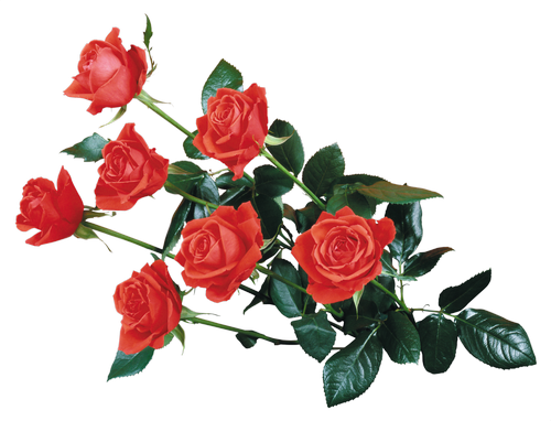 [ Img] - Flowers Rose Wallpaper Png (500x382)