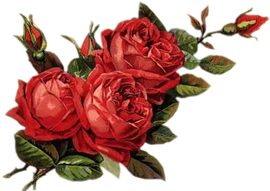 Png Gül Resimleri, Harika Png Gül Resimleri, Süper - Rosas Rojas Vintage Png (396x306)