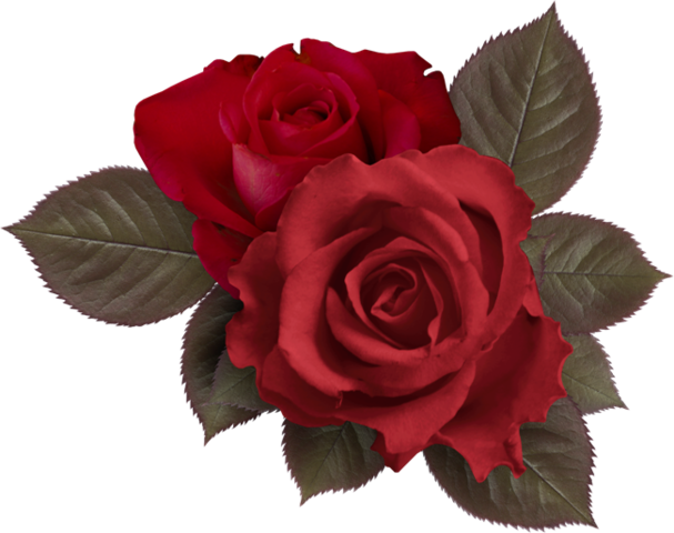 Png Gül Resimleri, Harika Png Gül Resimleri, Süper - Aesthetic Roses Overlay Png (607x480)