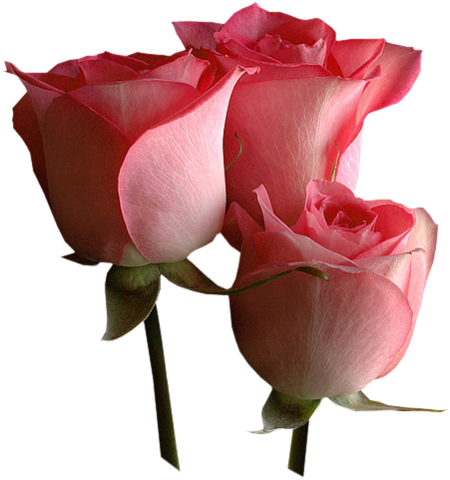 Png Gül Resimleri, Harika Png Gül Resimleri, Süper - Love U Rose Gif (450x480)