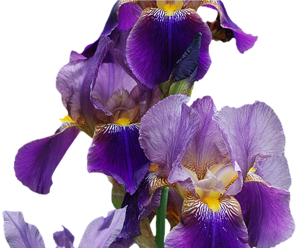 Iris Flower Nature Free Image On Pixabay - Ff Irises Flower Plant Gardening Gardener Lover Gift (1368x855)