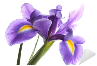 Purple Iris Flower, Isolated On White Sticker • Pixers® - Iris (400x400)