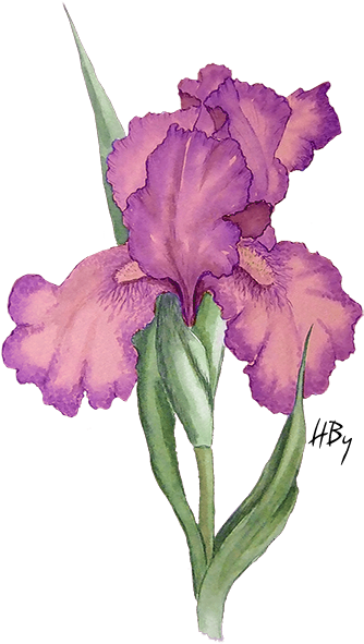 Flowers Png Iris - Iris Flower Drawing Png (354x591)
