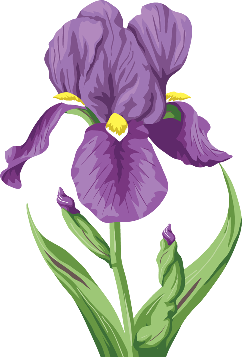Irises Flower Raster Graphics Clip Art - Ирис Пнг (814x1200)