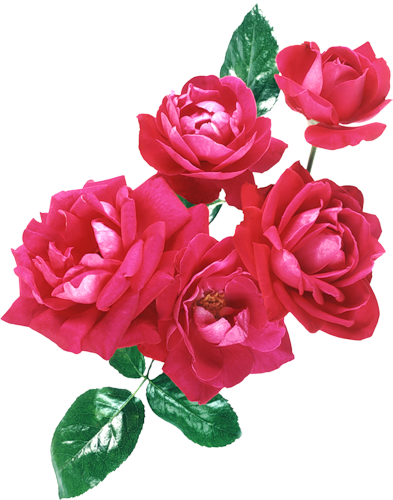 Fuşya Rekli Png Uzanıtılı 3d Gül Png Resimleri 08, - Flower Bouquet (393x500)