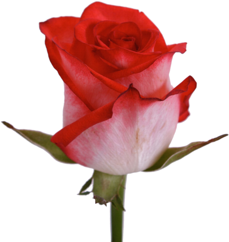 Harika Gül Resimleri, Muhteşem Çiçek Resimleri, Süper - Floribunda (465x500)