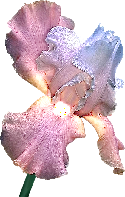 Рисунок Ирисы (535x740)