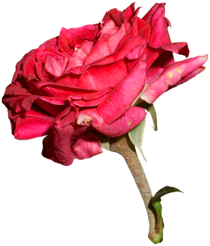 Png Gül Resimleri, Harika Png Gül Resimleri, Süper - Floribunda (409x480)