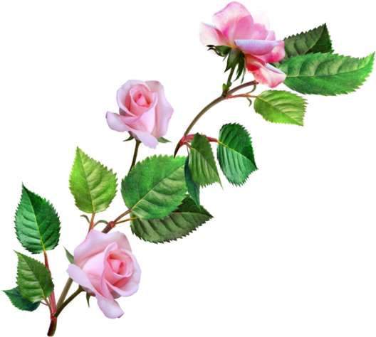 Png Gül Resimleri, Harika Png Gül Resimleri, Süper - Hermosas Plantas De Flores (540x480)