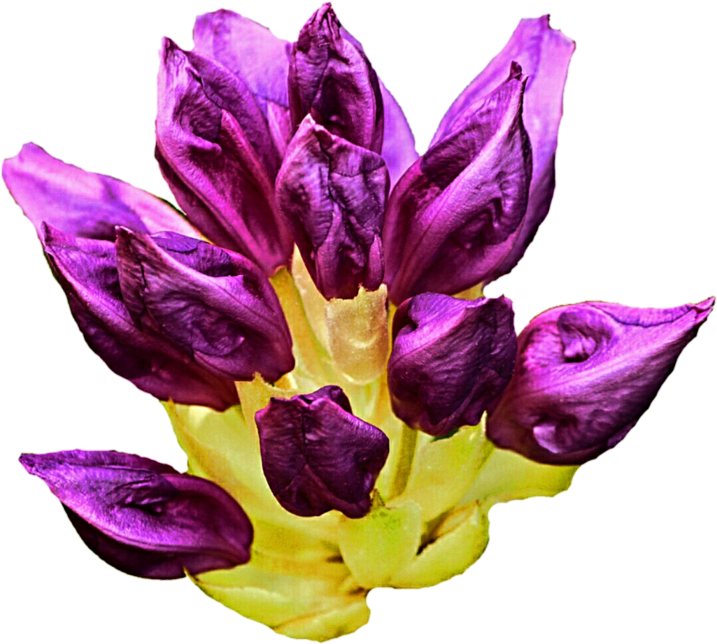 Tropical Flower Buds By Jeanicebartzen27 Tropical Flower - Rhododendron (1024x939)