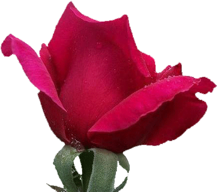 Png Gül Resimleri, Harika Png Gül Resimleri, Süper - Garden Roses (476x406)