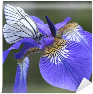 Iris Versicolor (400x400)