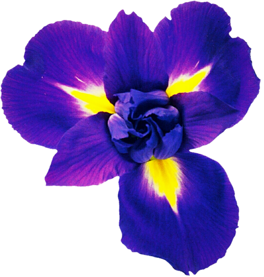 Violet Blue Iris By Jeanicebartzen27 - Rugol Cosmetic (867x921)